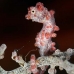 seahorse_pygmy_crci_mb_v_0259_png2092.jpg
